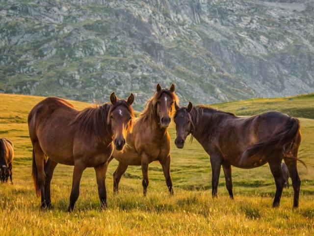 Духът на българското възраждане: Село Ковачевица 